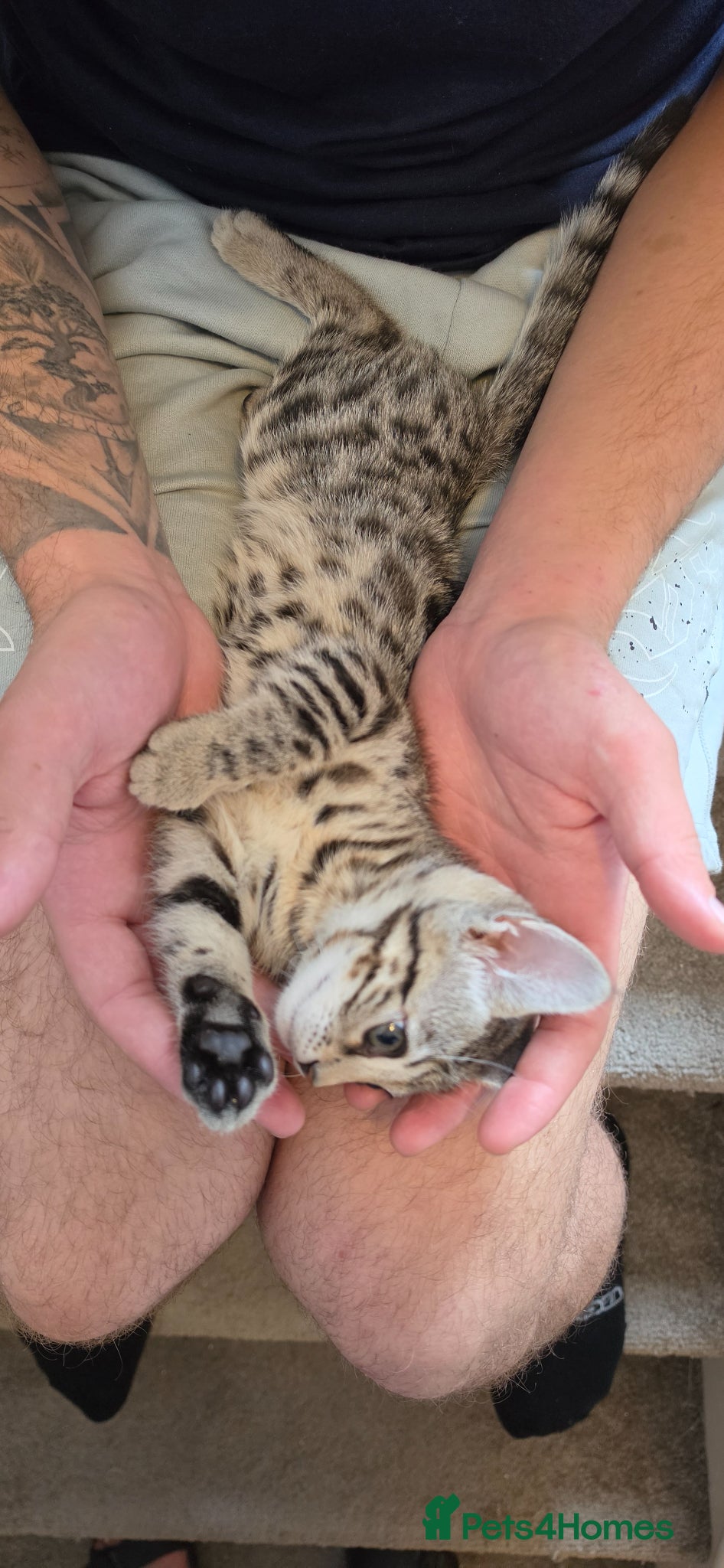 Bengal cats 9 weeks old bengal TICA registered kitens  - Advert 2