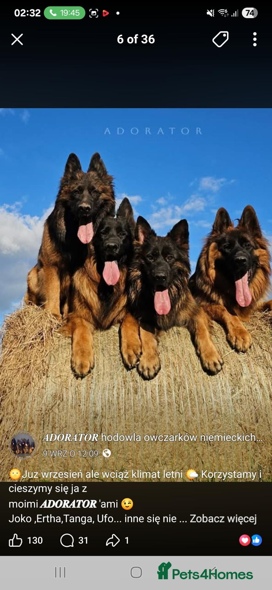 German Shepherd dogs German shepherd straigh back - Advert 4