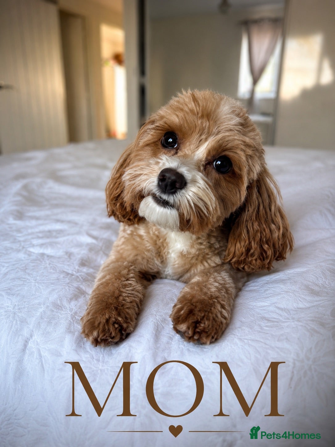 Cockapoo dogs 🐾 Adorable F1BB Teddy bear toy cockapoos 🐾 - Advert 2