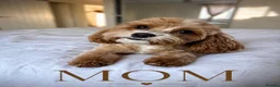 Cockapoo dogs for sale: 🐾 Adorable F1BB Teddy bear toy cockapoos 🐾 - Advert 2