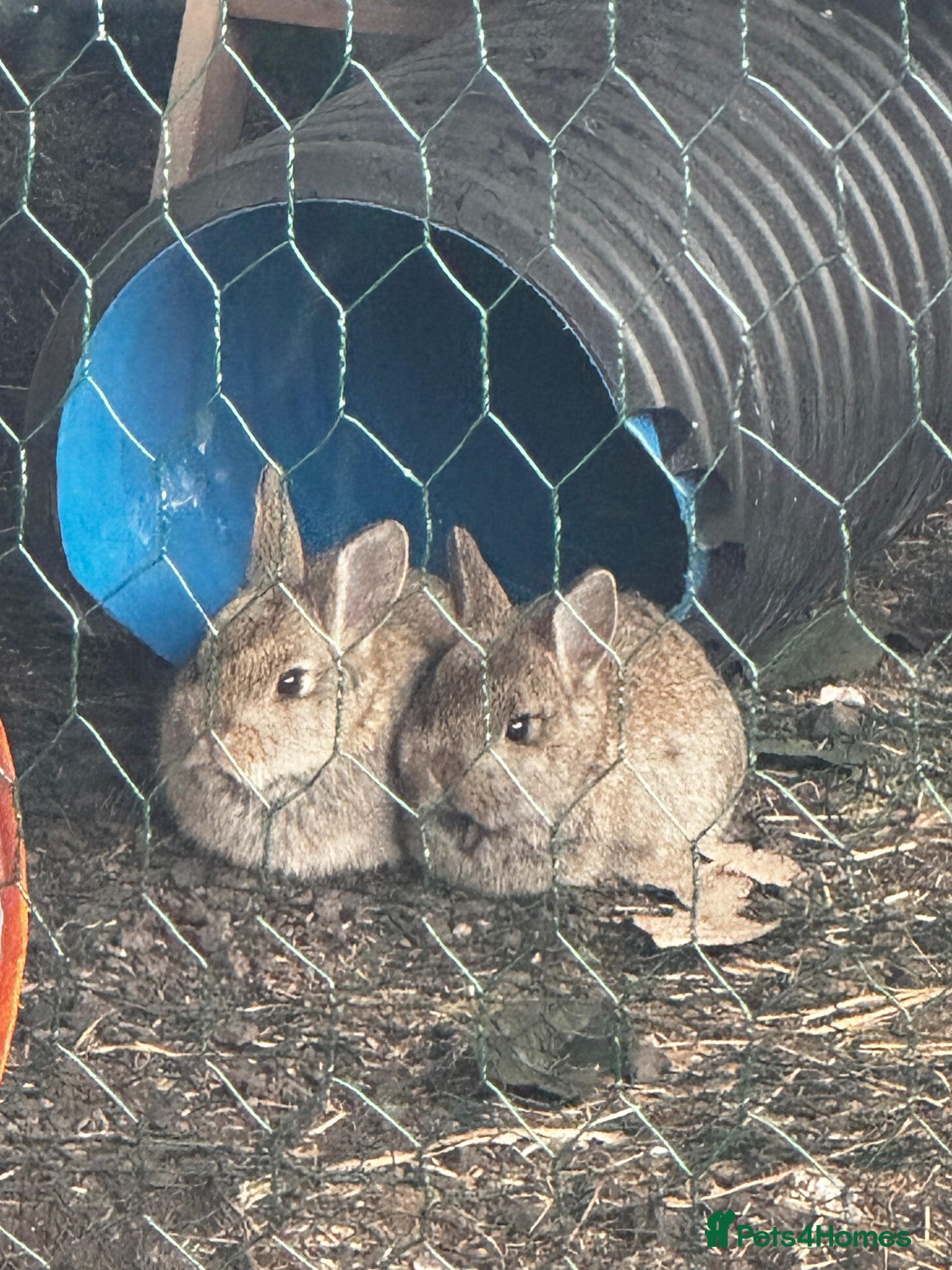 Dwarf Lop rabbits for sale: Lop X Netherland  - Advert 3