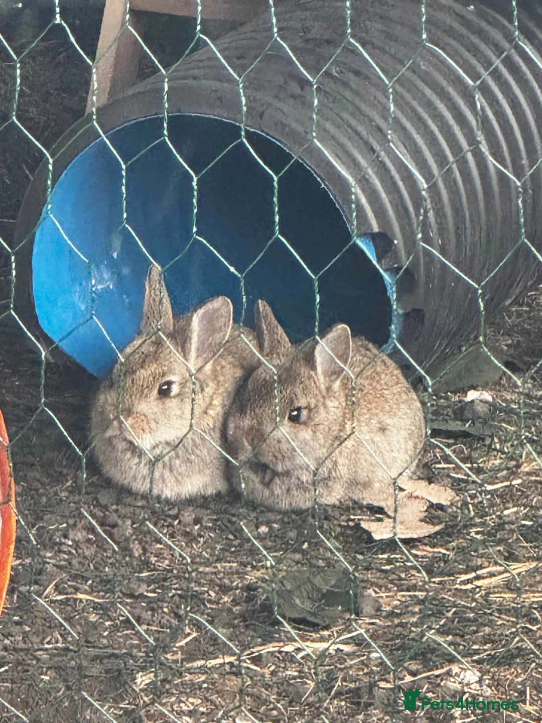 Dwarf Lop rabbits for sale: Lop X Netherland  - Advert 1