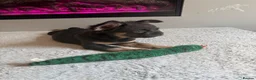 French Bulldog dogs for sale: French bulldog  - Advert 3