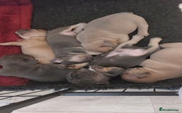 French Bulldog dogs for sale: Stunning Home Reared Frenchies  - Image 2