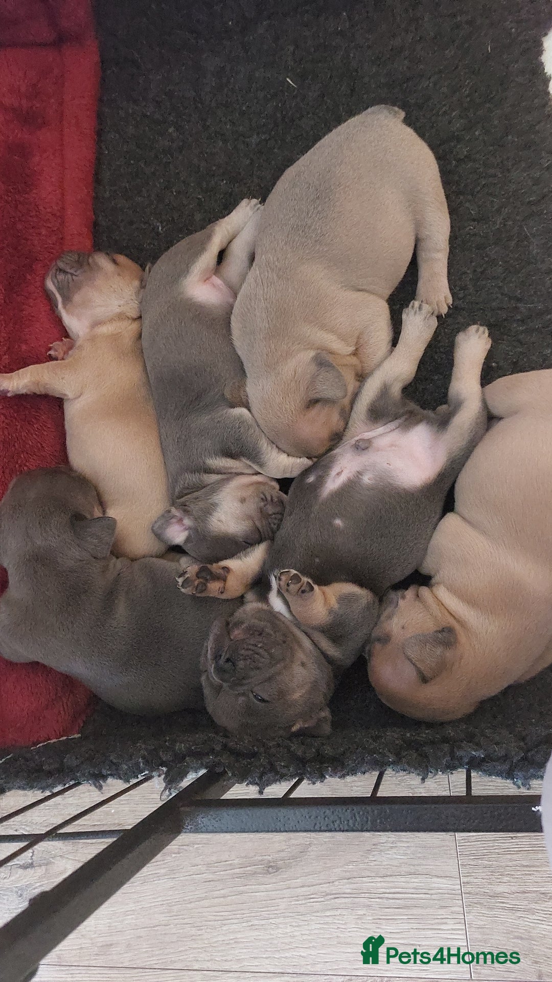 French Bulldog dogs for sale: Stunning Home Reared Frenchies  - Image 2