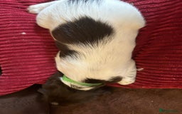 English Springer Spaniel dogs for sale: Stunning English springer spaniels for Sale - Image 2