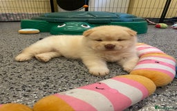 Mixed Breed dogs for sale: Genuine Chowski puppies  - Image 20