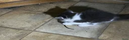 Mixed Breed cats for sale: Kittens for sale, farm bred, home reared in Chippenham - Advert 6