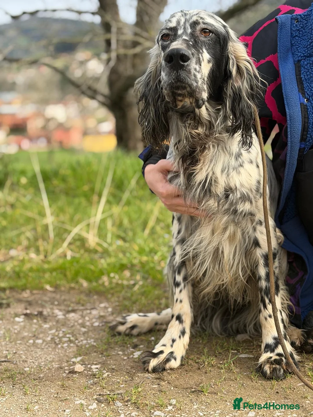 English Setter dogs for adoption: Bruno - Advert 6