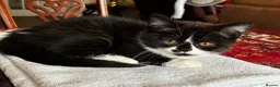 Scottish Fold cats for sale: Last Pure bred Scottish Fold black and white girl - Advert 4