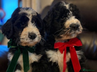 Bernedoodle dogs F1 Standard Bernerdoodles - Advert 5