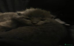 British Longhair cats for sale: 3 beautiful kittens  - Image 4
