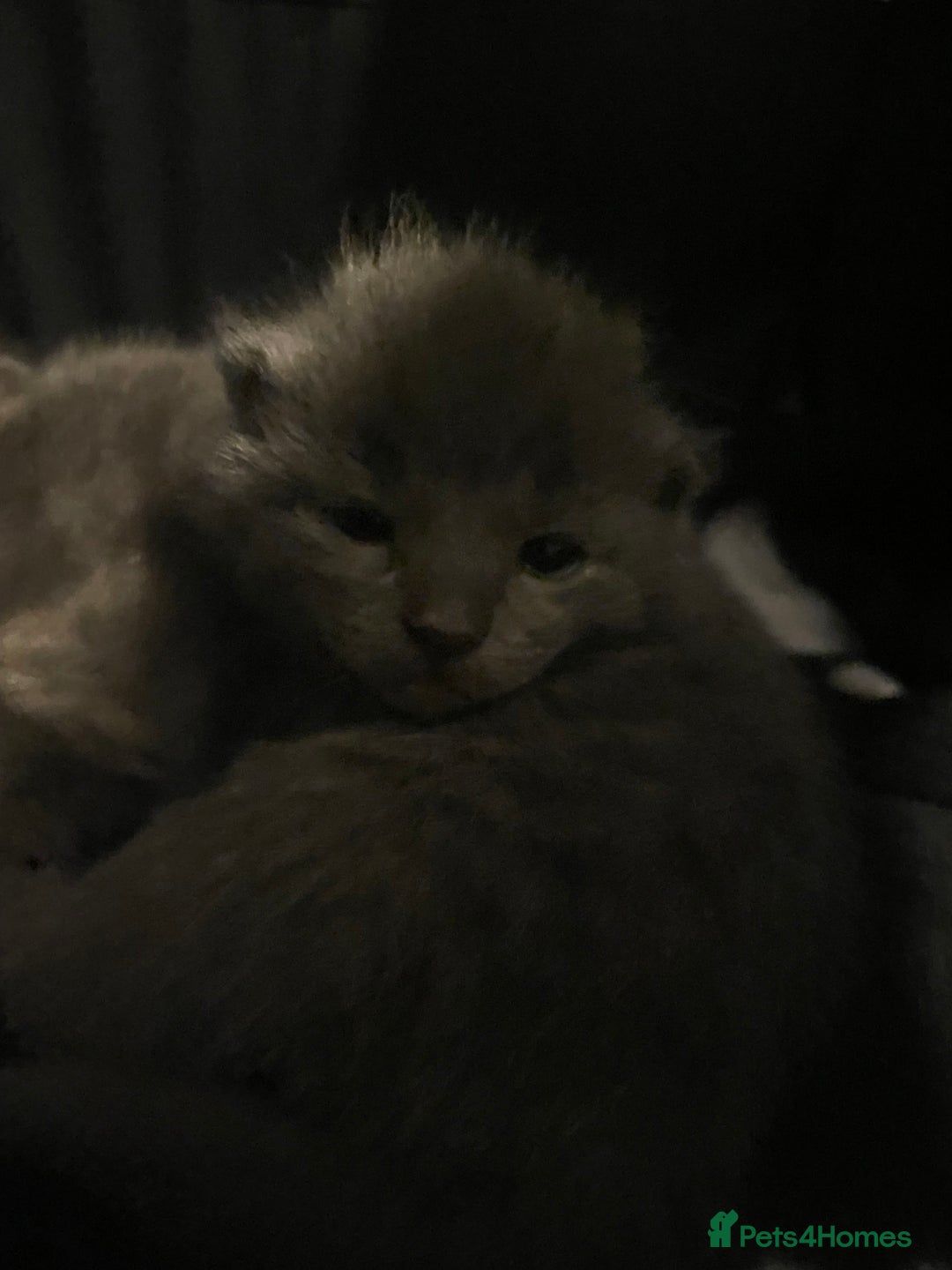British Longhair cats for sale: 3 beautiful kittens  - Image 4