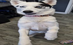 Mixed Breed dogs for sale: Dalsky looking for forever home - Image 9