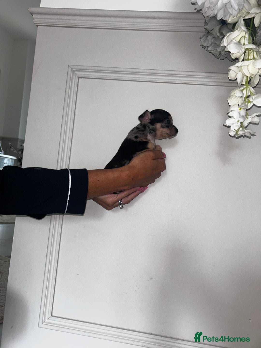 Chihuahua dogs for sale: 3/4 chihuahua 1/4 jack russell - Image 8