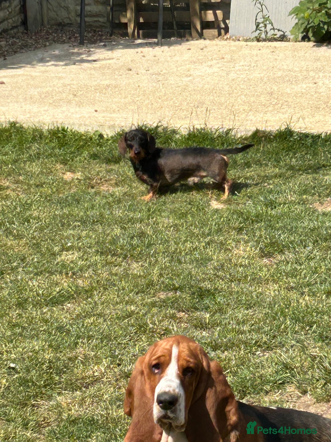 Miniature Dachshund dogs for stud: Mini wire haired dachshund for stud - Advert 4