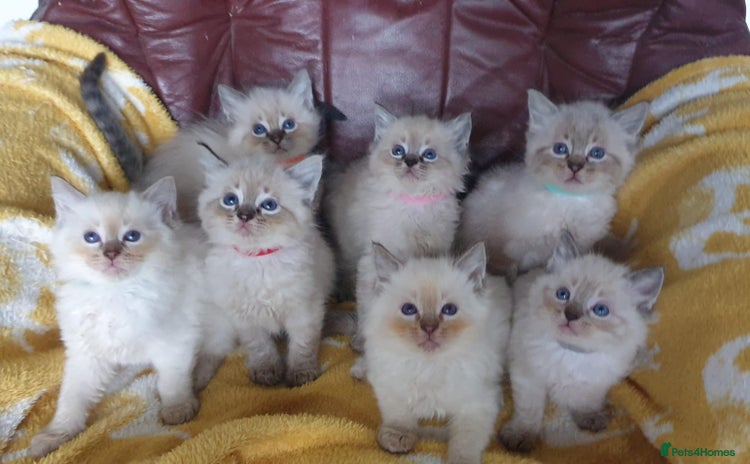 Ragdoll cats - Advert 11