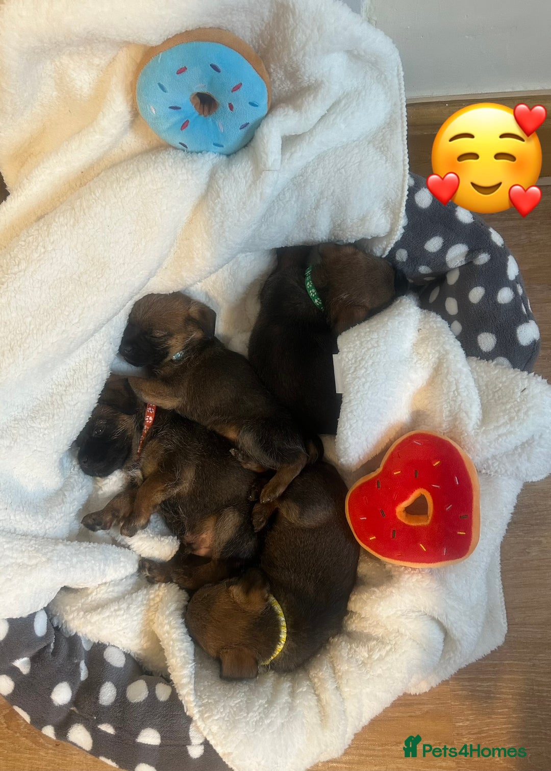 Border Terrier dogs for sale: Stunning litter of border terrier puppies  - Image 5