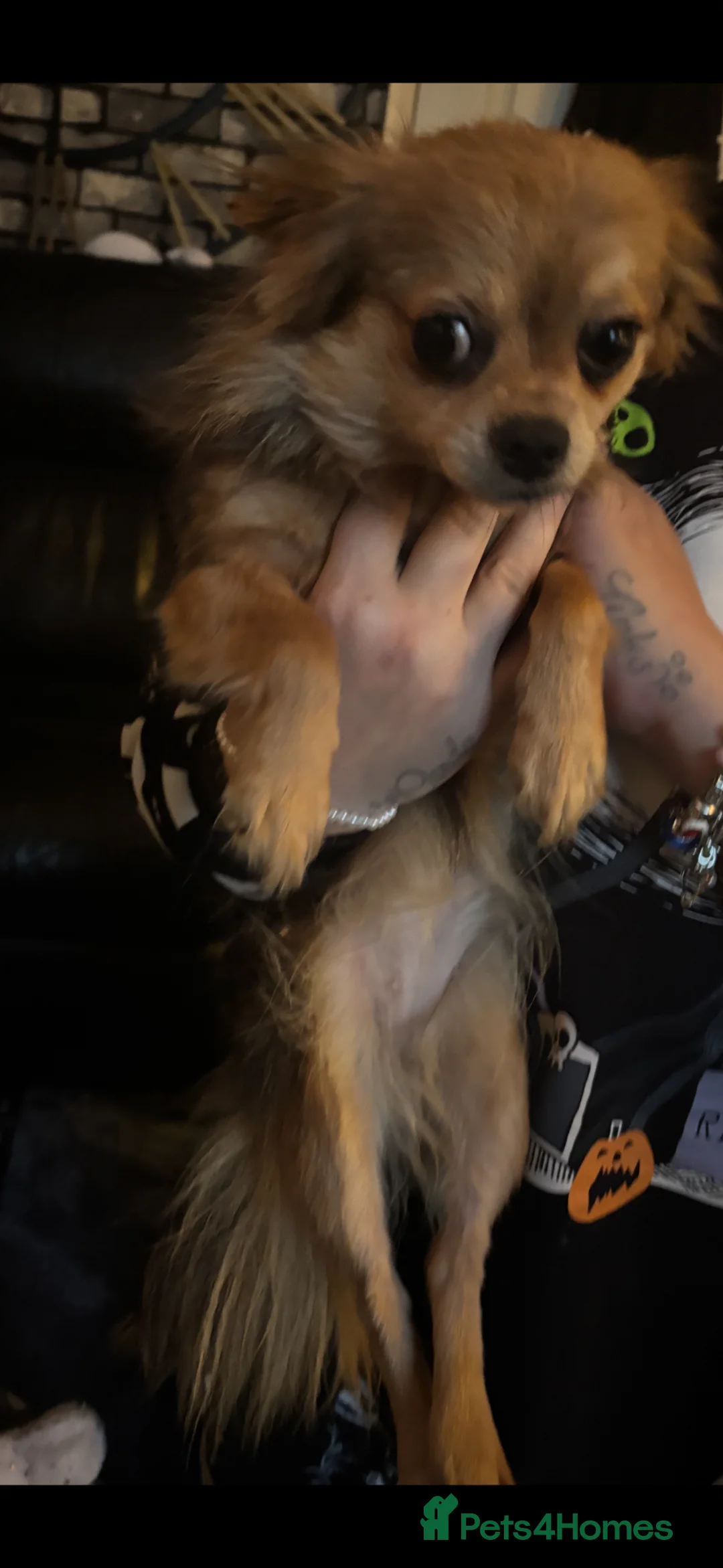 Chihuahua dogs for sale: Beautiful Female Merle Chihuahua  - Advert 4