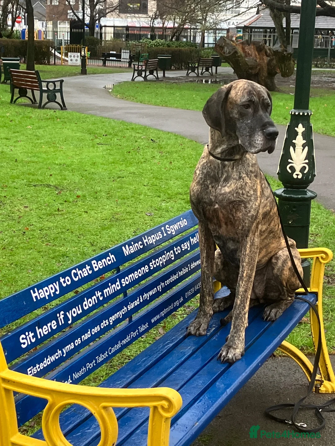 Great Dane dogs for sale: Female Great Dane  - Advert 3