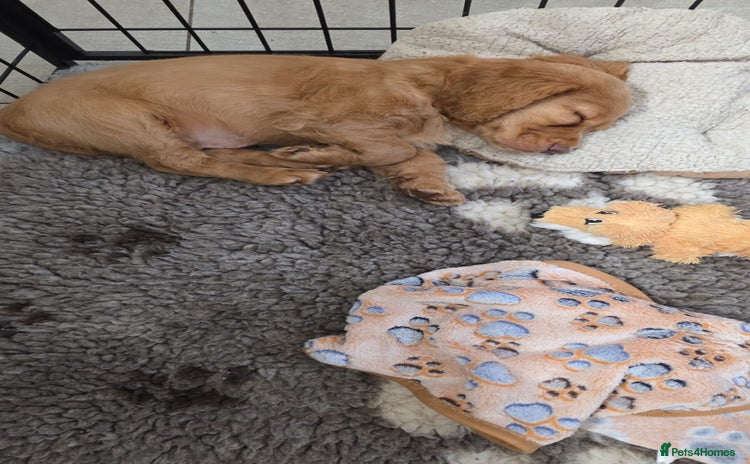 Cocker Spaniel dogs Ready now🐶X1 boy left🐶working cocker spaniel - Advert 2