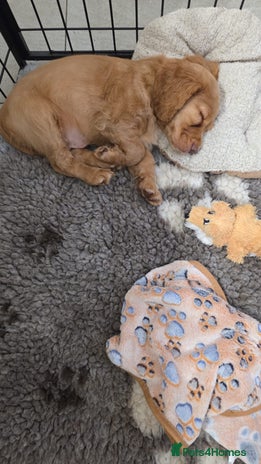 Cocker Spaniel dogs Ready now🐶X1 boy left🐶working cocker spaniel - Advert 2