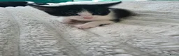 Mixed Breed cats for sale: 5 kittens looking for loving family  - Advert 3