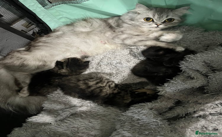 Persian cats - Advert 7