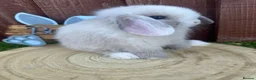 Mini Lop rabbits for sale: Beautiful purebred mini lops ready to reserve  - Advert 16