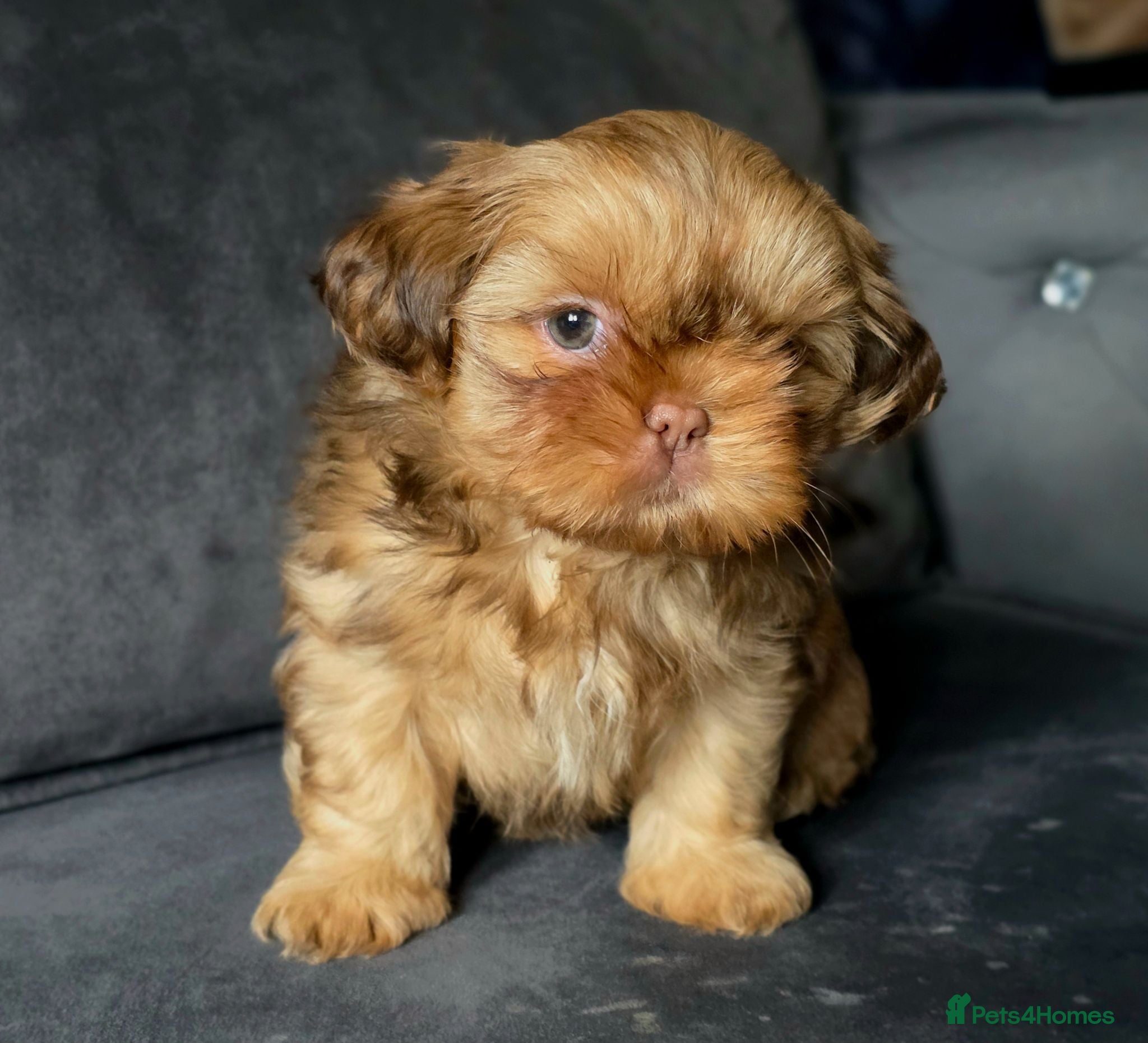Shih Tzu dogs KC Registered Last Girl Left - Advert 5