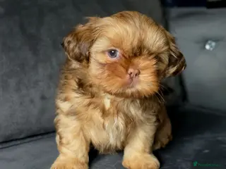 Shih Tzu dogs KC Registered Last Girl Left - Advert 5