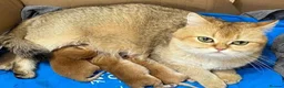 British Longhair cats for sale: 5 kittens ready for new family negotiate available - Advert 26