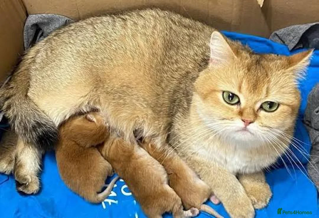 British Longhair cats for sale: 5 kittens ready for new family negotiate available - Advert 26