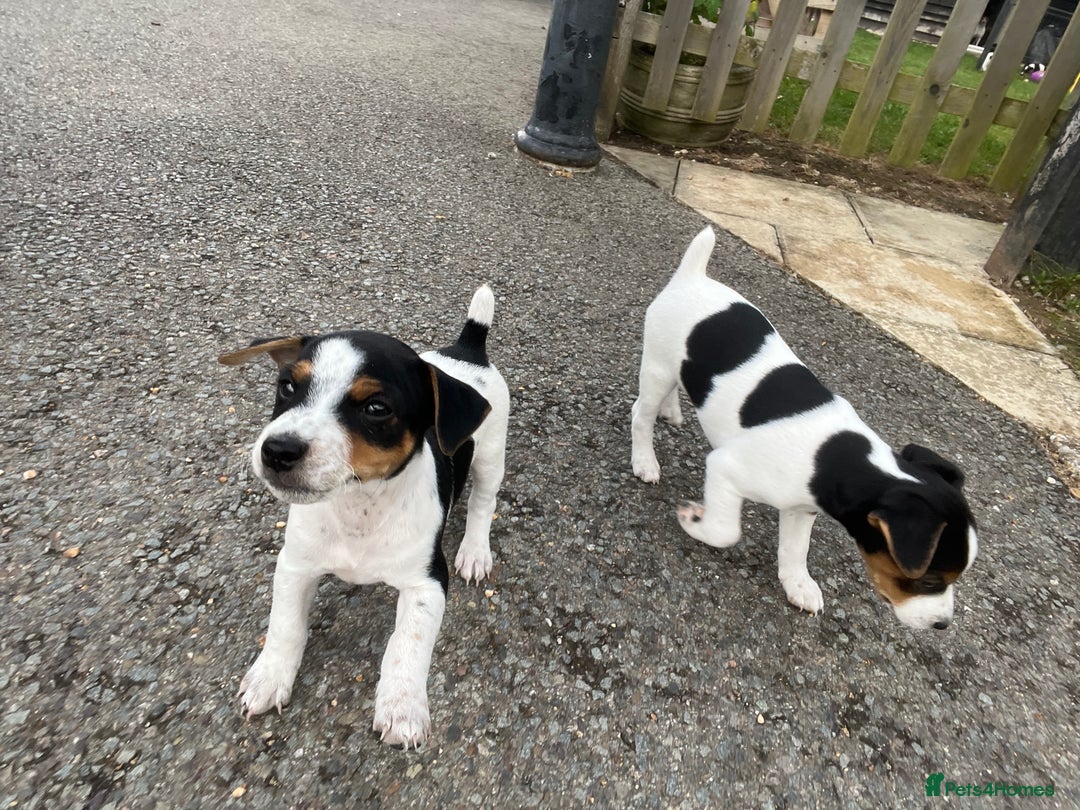 Mixed Breed dogs for sale: Brilliant working or Family pets  - Image 4