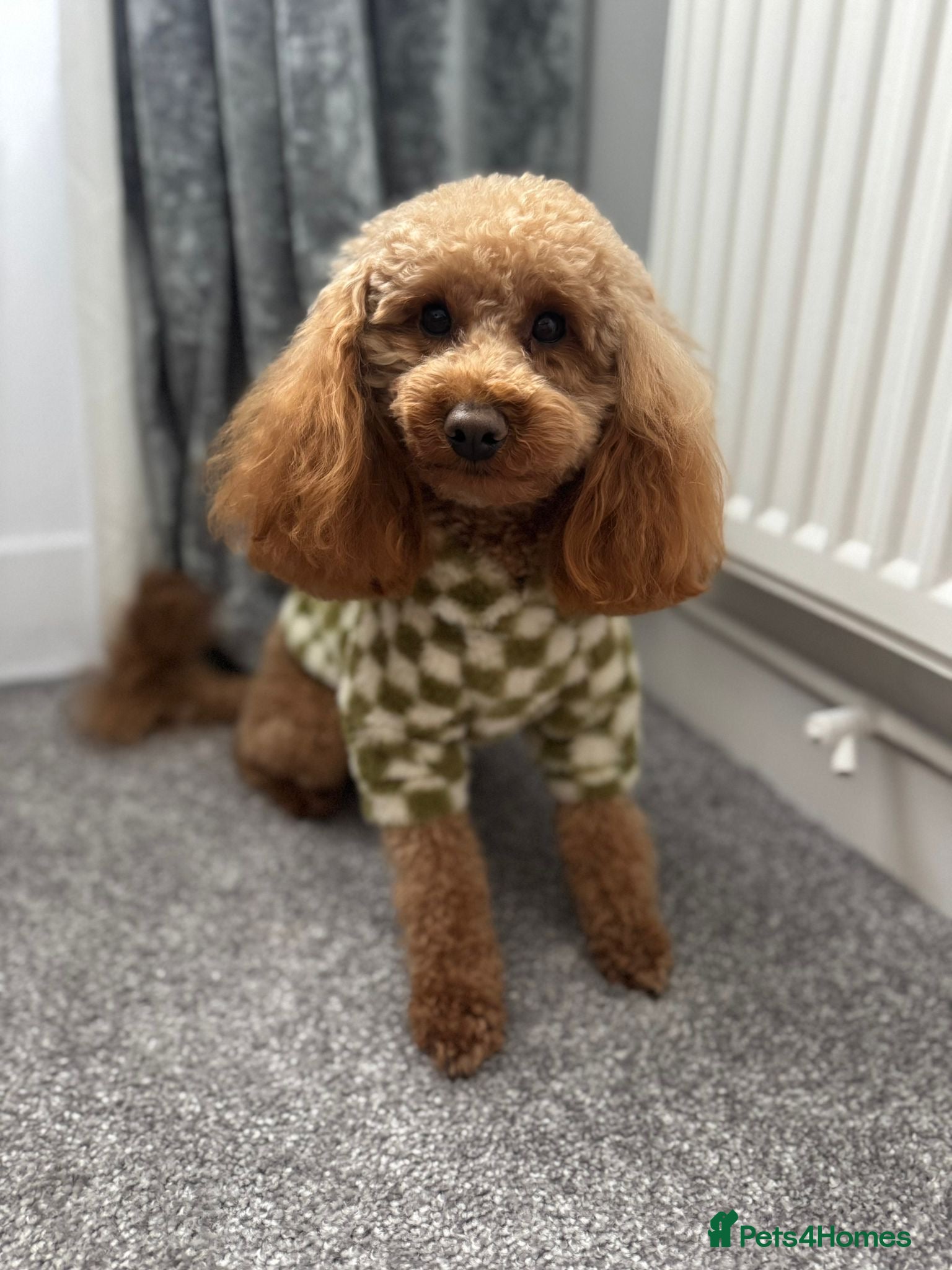 Toy Poodle dogs Kc registered Five Generation Enhanced Pedigree  in Caterham - Advert 1