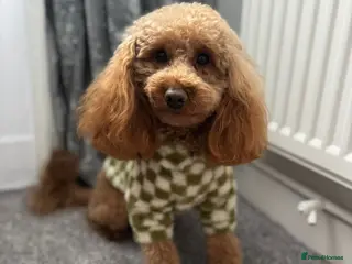 Toy Poodle dogs Kc registered Five Generation Enhanced Pedigree in Caterham - Advert 1