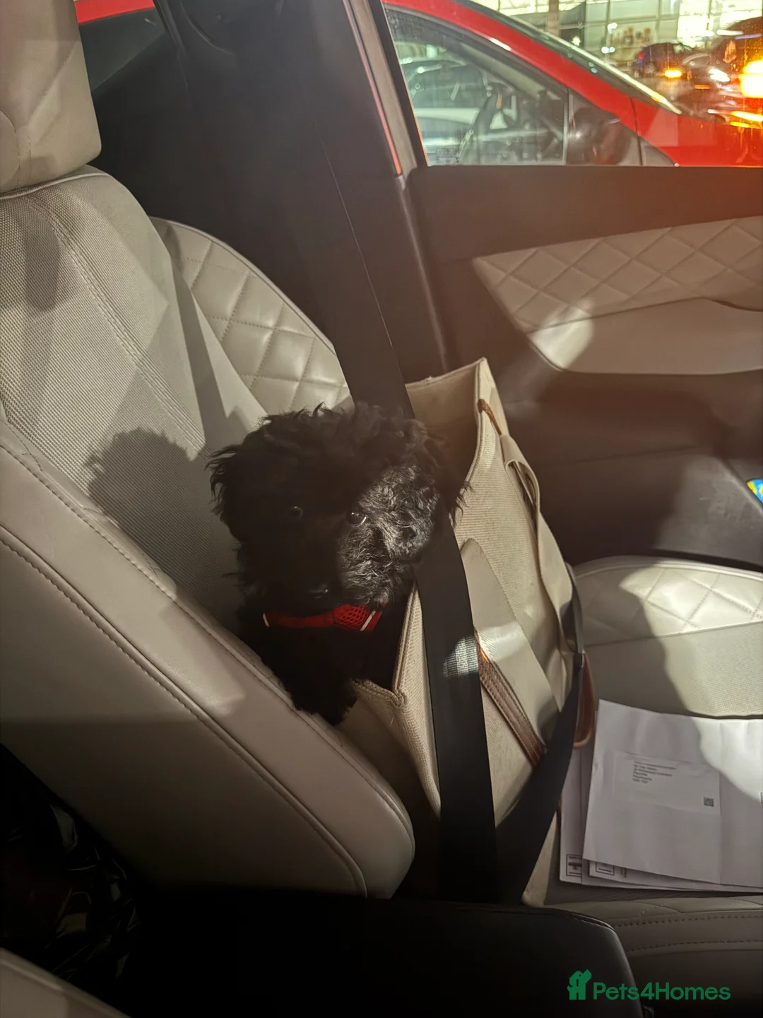 Toy Poodle dogs for sale: Toy Poodle looking for loving home  - Advert 3