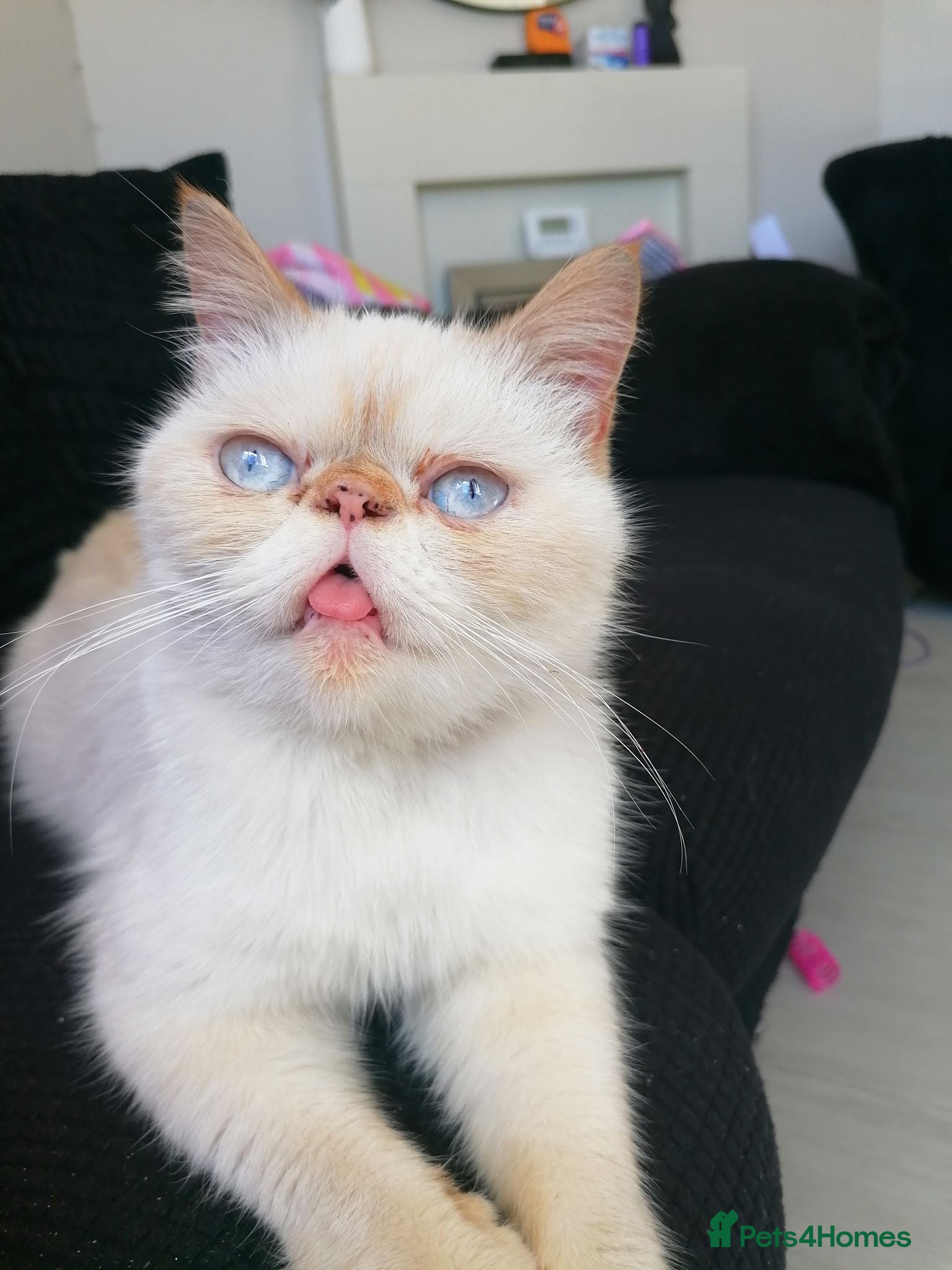 Exotic cats Exotic shorthair /Persian looking for forever home - Advert 18