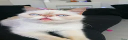 Exotic cats for sale: Exotic shorthair /Persian looking for forever home - Advert 1