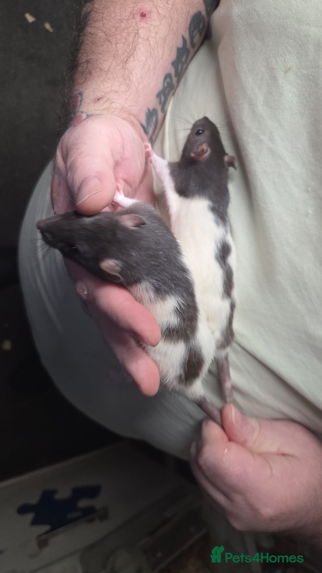 Rat rodents for sale: Male and female baby rats  - Advert 3