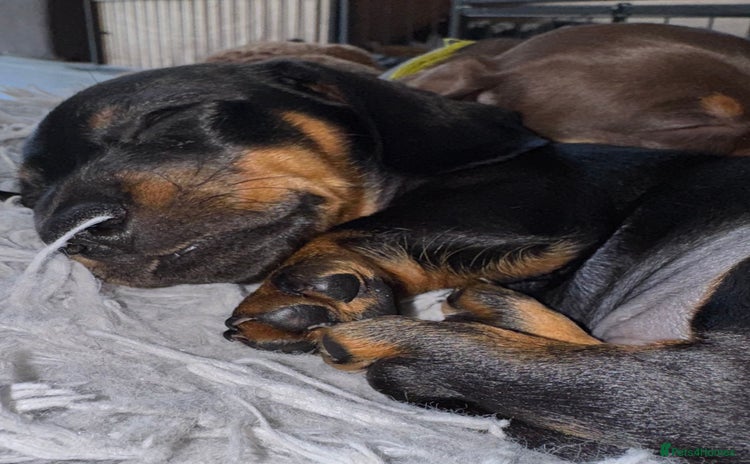 Miniature Dachshund dogs - Advert 6