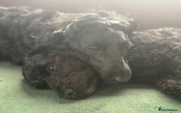Cockapoo dogs for sale: Cockapoo  - Image 9