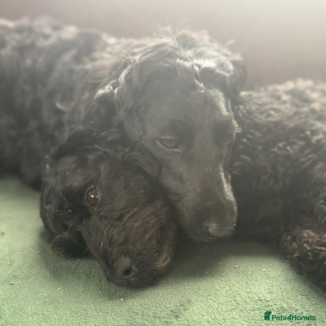 Cockapoo dogs for sale: Cockapoo  - Image 9