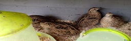 Quail poultry for sale: Female quails laying eggs - Advert 1