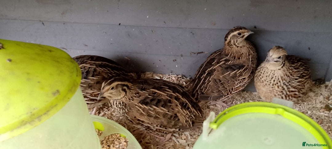 Quail poultry for sale: Female quails laying eggs - Advert 1