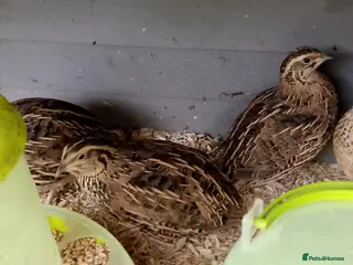 Quail poultry Female quails laying eggs - Advert 2