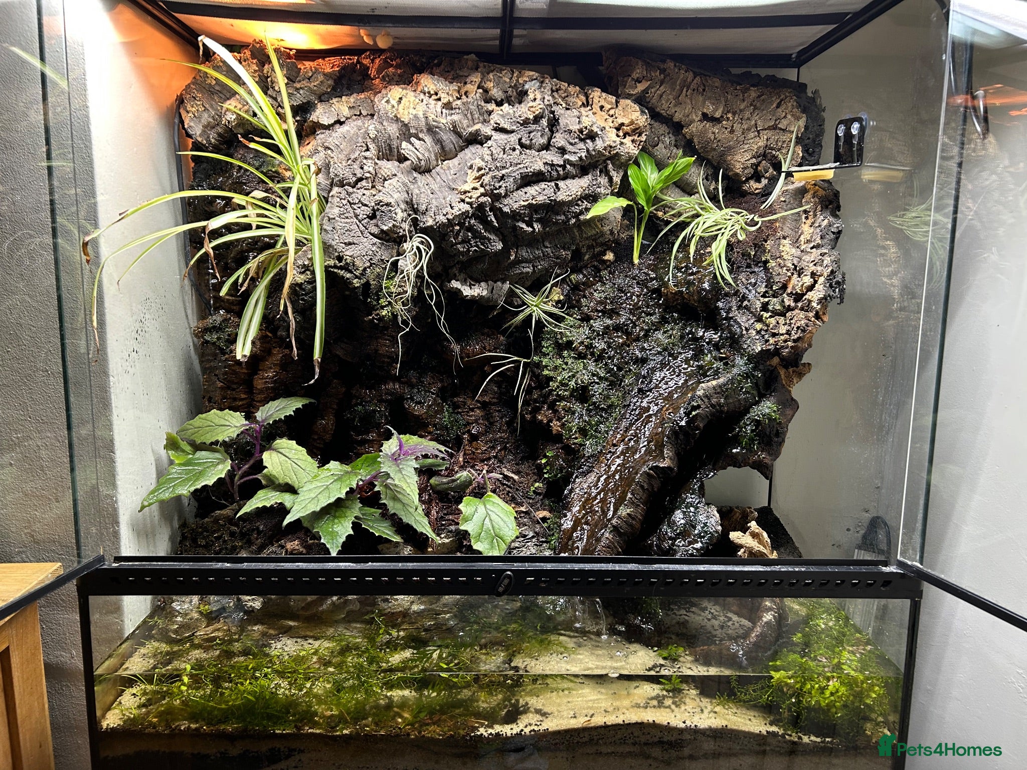 Gecko reptiles Bioactive Paludarium  - Advert 1