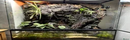 Gecko reptiles for sale: Bioactive Paludarium  - Advert 1