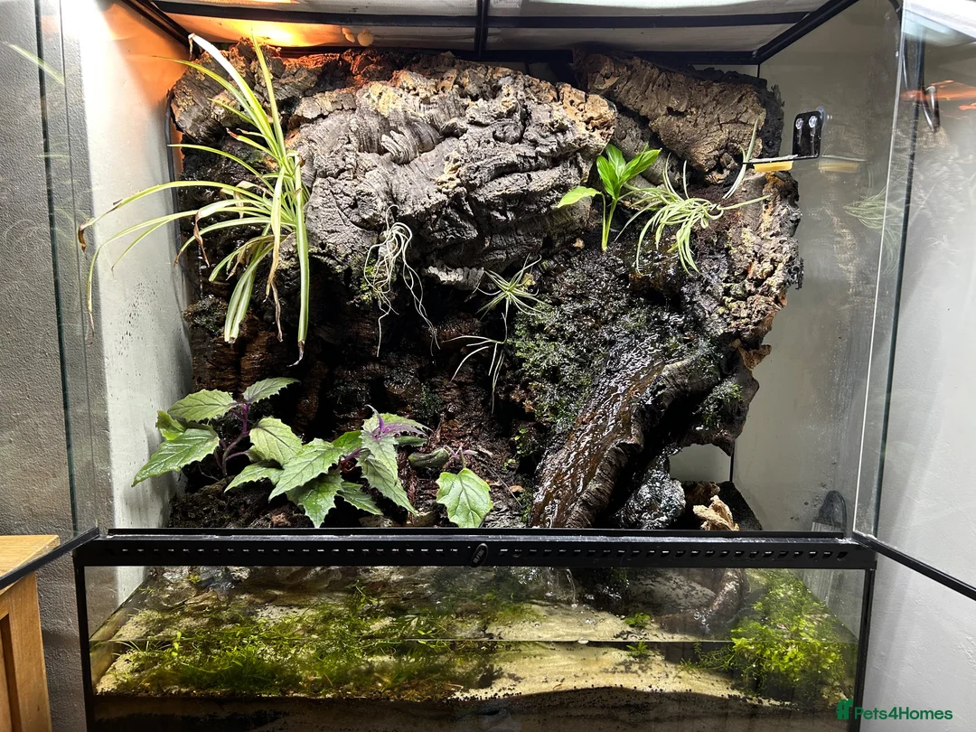 Gecko reptiles for sale: Bioactive Paludarium  - Advert 1