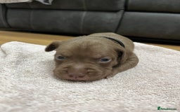 American Bull Staffy dogs for sale: Staffy Bull Puppies - Image 11